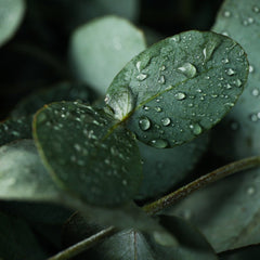 Collection image for: EUCALYPTUS