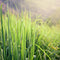 LEMONGRASS