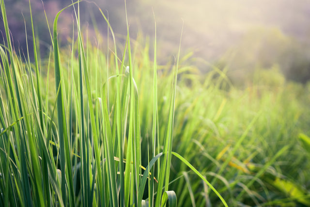 LEMONGRASS